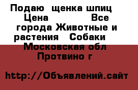 Подаю. щенка шпиц  › Цена ­ 27 000 - Все города Животные и растения » Собаки   . Московская обл.,Протвино г.